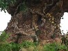 Tree of Life Detail