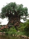 Tree of Life